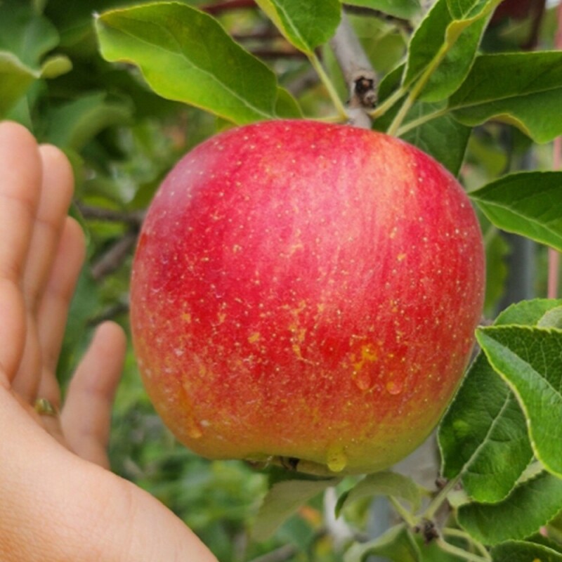 은하수농원,정선사과 강원도 임계 사과 햇사과 꿀사과 가정용 부사 5kg