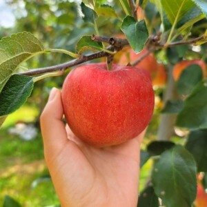 정선사과 강원도 임계 사과 햇사과 꿀사과 가정용 부사 10kg