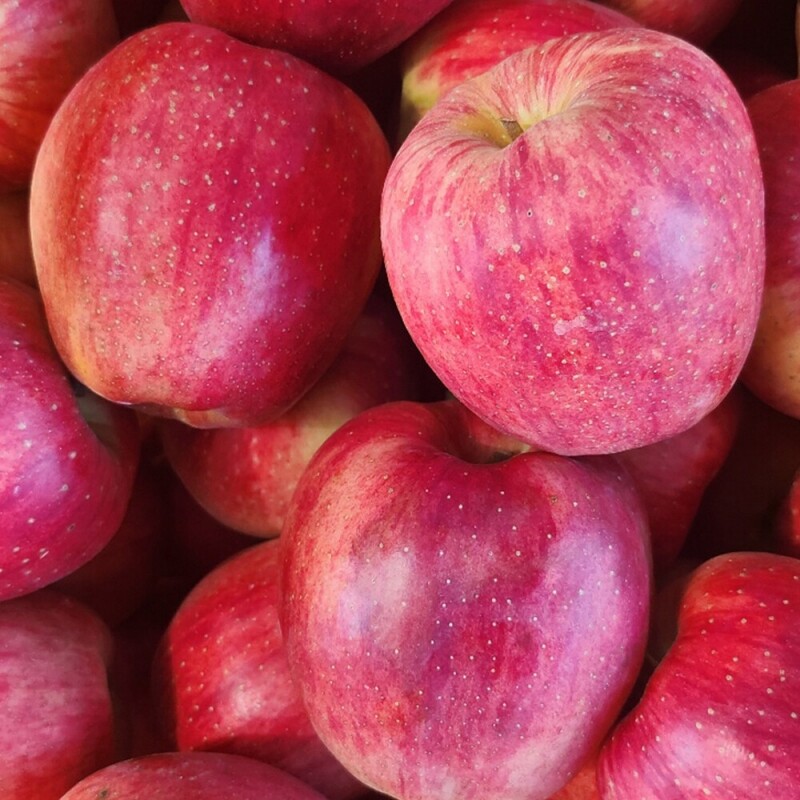 은하수농원,정선사과 강원도 임계 사과 햇사과 꿀사과 가정용 부사 10kg